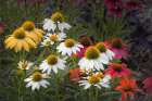Cone flowers in garden, Kentucky Art Print